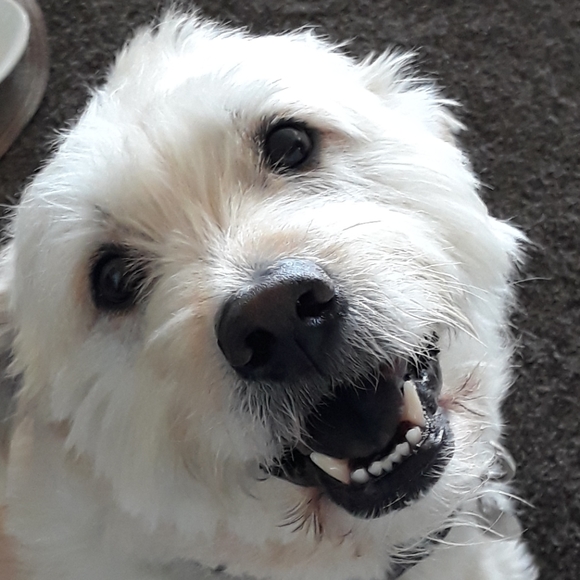 Meet your Posher, Amy - Picture 1 of 8